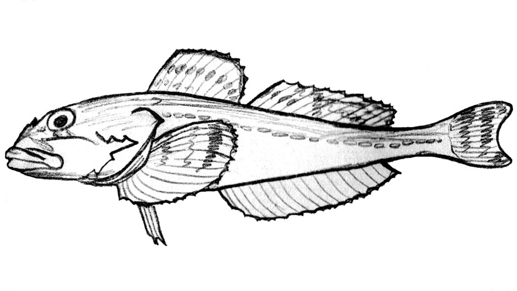 Blackedged Sculpin (Gymnocanthus herzensteini) |commons:File:Gymnocanthus herzensteini.jpg