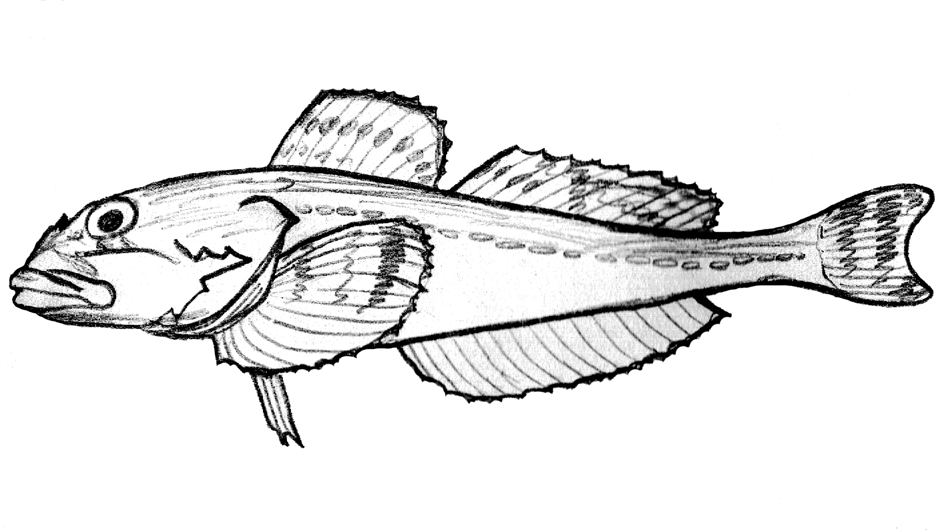 Blackedged Sculpin (Gymnocanthus herzensteini) |commons:File:Gymnocanthus herzensteini.jpg