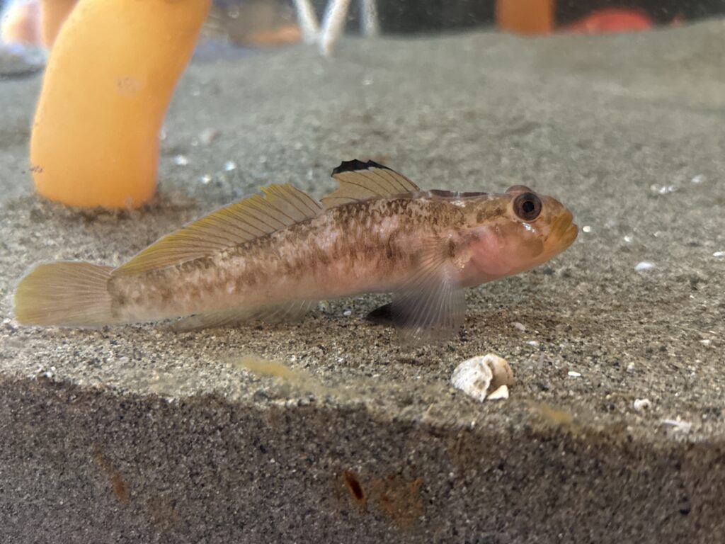 Blackeye Goby (Rhinogobiops nicholsii) |commons:File:Rhinogobiops nicholsii.jpg