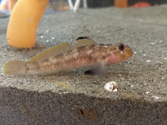 Blackeye Goby (Rhinogobiops nicholsii) |commons:File:Rhinogobiops nicholsii.jpg