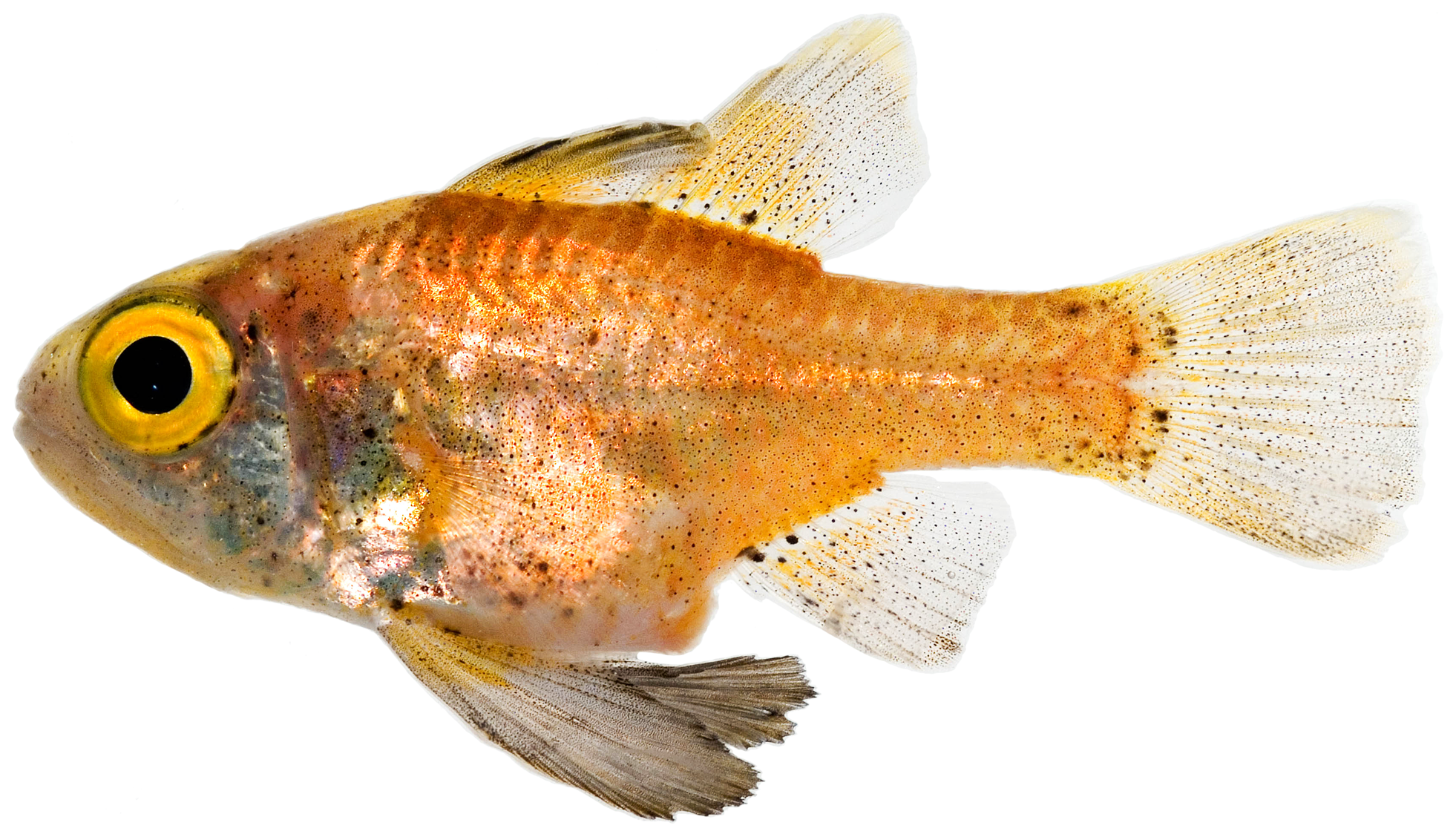 blackfin cardinalfish (Astrapogon puncticulatus) |commons:File:Astrapogon puncticulatus - pone.0010676.g073.png