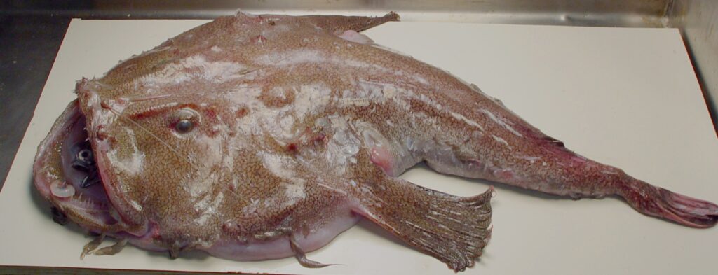 Blackfin Goosefish (Lophius gastrophysus) |commons:File:Blackfin goosefish (Lophius gastrophysus).jpg