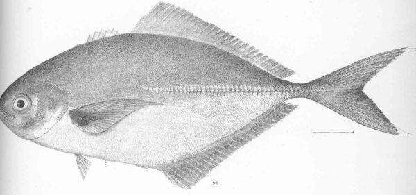Blackfin Jack (Hemicaranx zelotes) |commons:File:FMIB 50633 Hemicaranx zelotes Gilbert Type specimen; Panama.jpeg