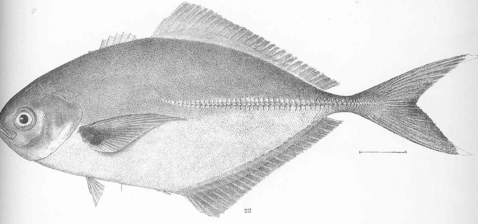 Blackfin Jack (Hemicaranx zelotes) |commons:File:FMIB 50633 Hemicaranx zelotes Gilbert Type specimen; Panama.jpeg