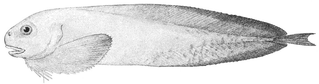 Blackfinned Snailfish (Careproctus cypselurus) |commons:File:Careproctus cypselurus.jpeg