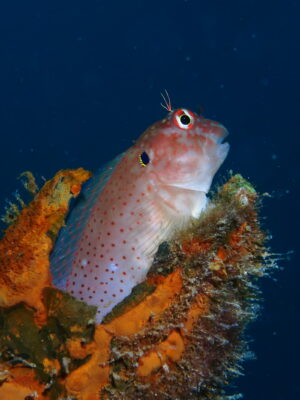 Blackflap Blenny (Cirripectes auritus) |commons:File:Cirripectes auritus.JPG