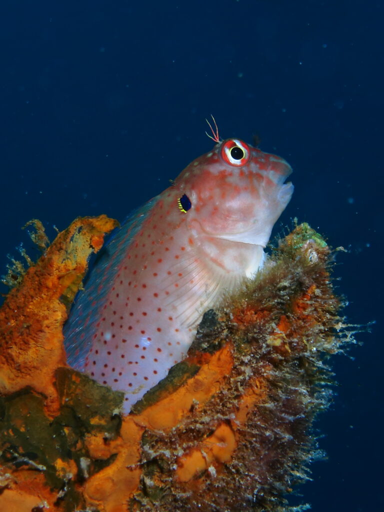 Blackflap Blenny (Cirripectes auritus) |commons:File:Cirripectes auritus.JPG