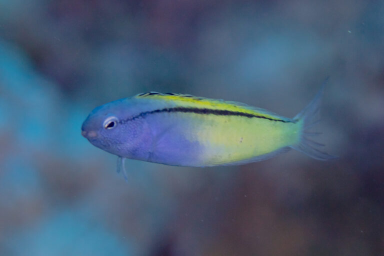 Blackline Blenny (Meiacanthus nigrolineatus) |commons:File:Blénido (Meiacanthus nigrolineatus), mar Rojo, Egipto, 2023-04-16, DD 06.jpg