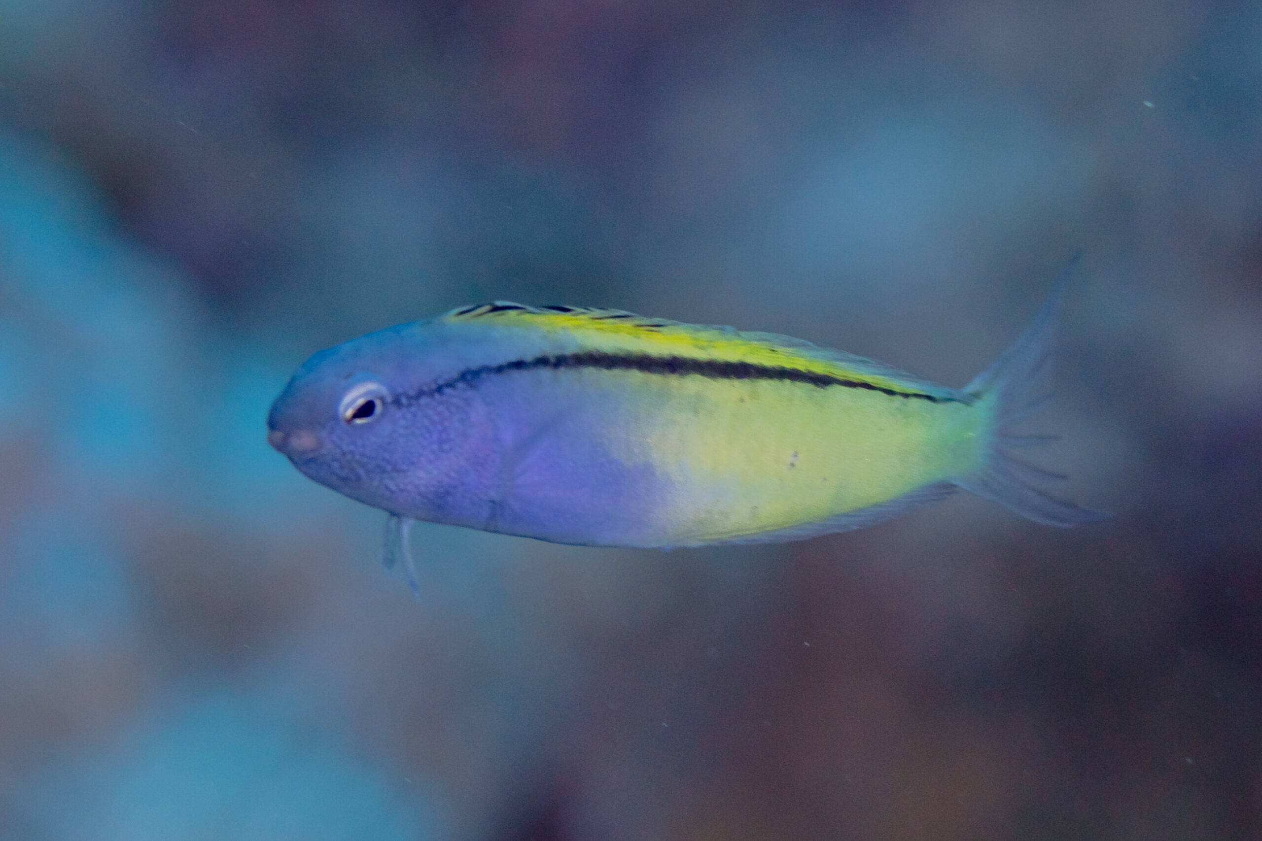 Blackline Blenny (Meiacanthus nigrolineatus) |commons:File:Blénido (Meiacanthus nigrolineatus), mar Rojo, Egipto, 2023-04-16, DD 06.jpg