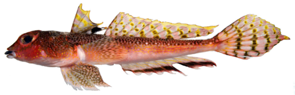 Blacklip Dragonet (Synchiropus atrilabiatus) |commons:File:Synchiropus atrilabiatus;.png