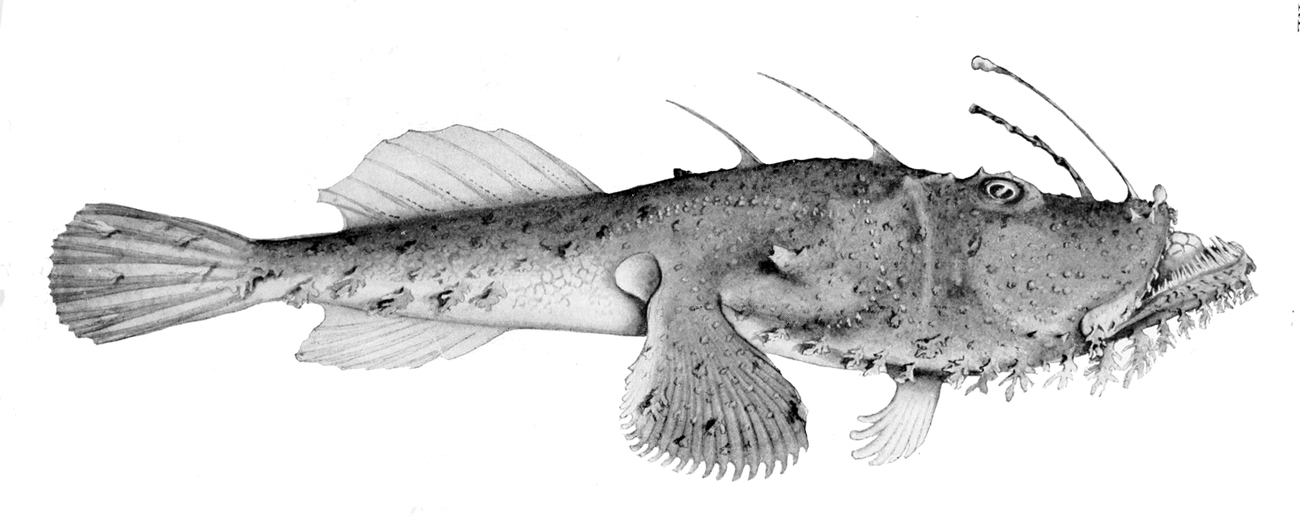 Blackmouth Angler (Lophiomus setigerus) |commons:File:Lophiomus setigerus.jpg