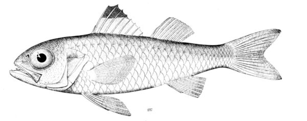 Blackmouth Bass (Synagrops bellus) |commons:File:Blackmouth bass Synagrops bellus.jpg