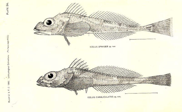 Blacknose Sculpin (Icelus canaliculatus) |commons:File:FMIB 32921 Icelus Spiniger sp nov; Icelus Canaliculatus sp nov.jpeg
