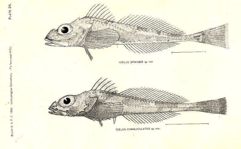 Blacknose Sculpin (Icelus canaliculatus) |commons:File:FMIB 32921 Icelus Spiniger sp nov; Icelus Canaliculatus sp nov.jpeg