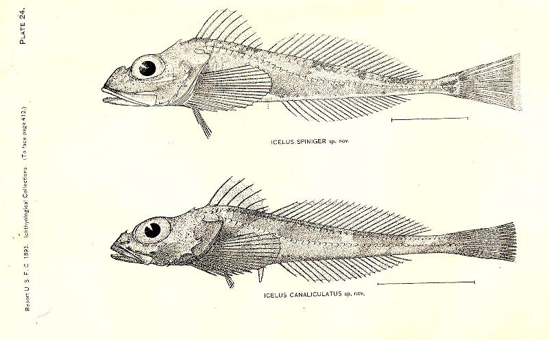 Blacknose Sculpin (Icelus canaliculatus) |commons:File:FMIB 32921 Icelus Spiniger sp nov; Icelus Canaliculatus sp nov.jpeg