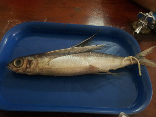 Blacksail Flyingfish (Cheilopogon nigricans) |commons:File:Blacksail flyingfish (Cheilopogon nigricans) preserved specimen.jpg