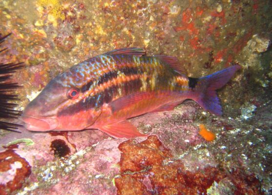 blackspot goatfish (Parupeneus spilurus) |commons:File:Parupeneus spilurus.jpg