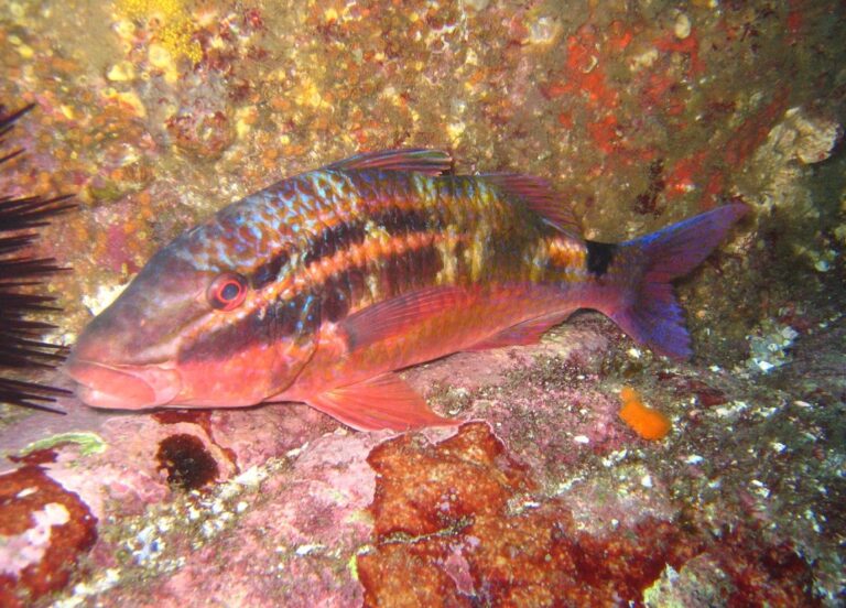 blackspot goatfish (Parupeneus spilurus) |commons:File:Parupeneus spilurus.jpg