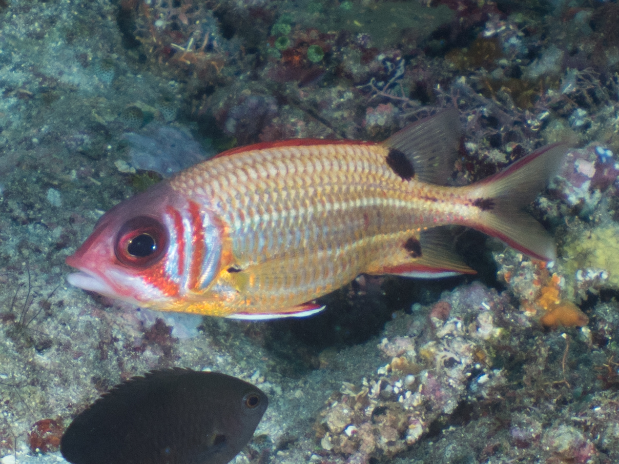 Blackspot Squirrelfish (Sargocentron melanospilos) |commons:File:Blackspot squirrelfish (Sargocentron melanospilos) (48776886457).jpg
