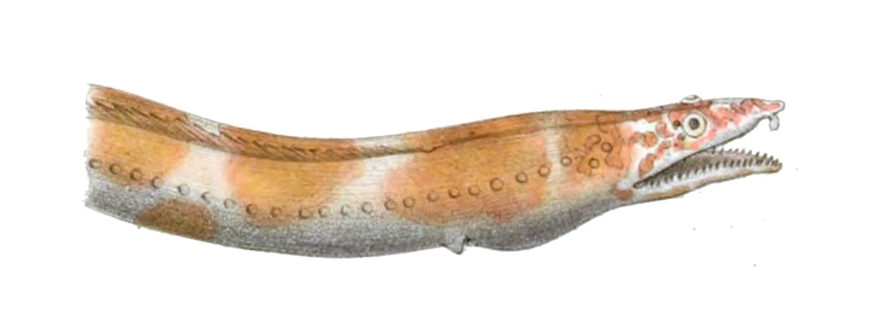 Blackspotted Snake Eel (Quassiremus ascensionis) |commons:File:Quassiremus ascensionis.jpg