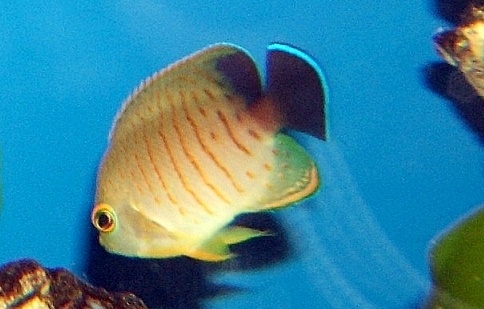 Blacktail Angelfish Centropyge eibli