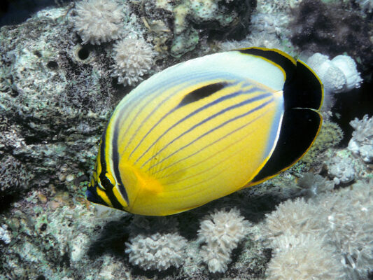 Blacktail Butterflyfish (Chaetodon austriacus) |commons:File:Bep chaetodon austriacus edit.jpg