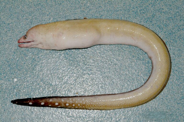 Blacktail Moray (Gymnothorax kolpos) |commons:File:Gymnothorax kolpos.jpg