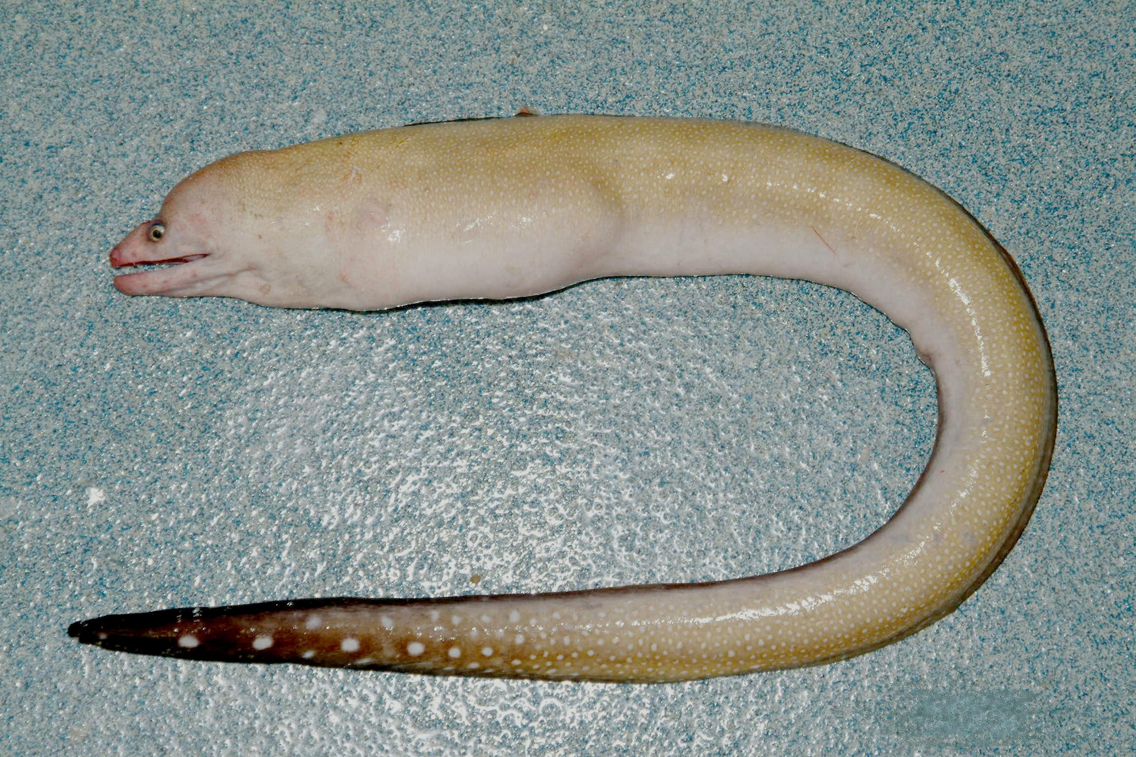 Blacktail Moray (Gymnothorax kolpos) |commons:File:Gymnothorax kolpos.jpg