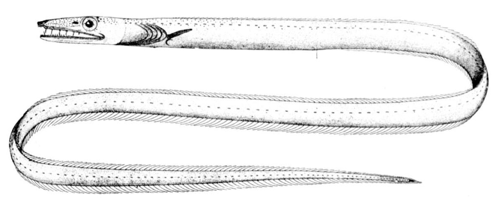Blacktail Pikeconger (Hoplunnis diomediana) |commons:File:Hoplunnis diomediana.jpg