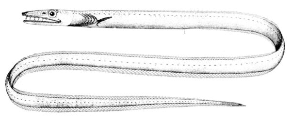 Blacktail Pikeconger (Hoplunnis diomediana) |commons:File:Hoplunnis diomediana.jpg