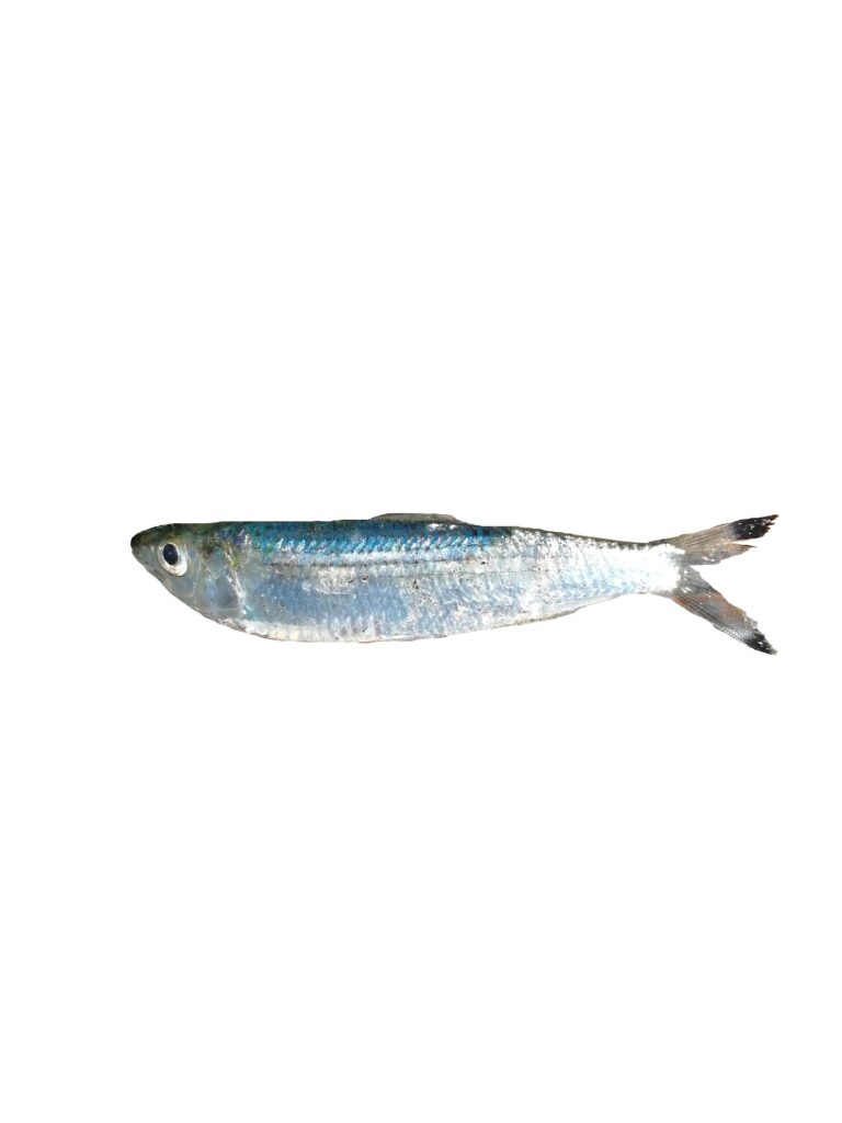 Blacktip Sardinella (Sardinella melanura) |commons:File:Sardinelle queue noire (Sardinella melanura) (Ifremer 00762-87433).jpg