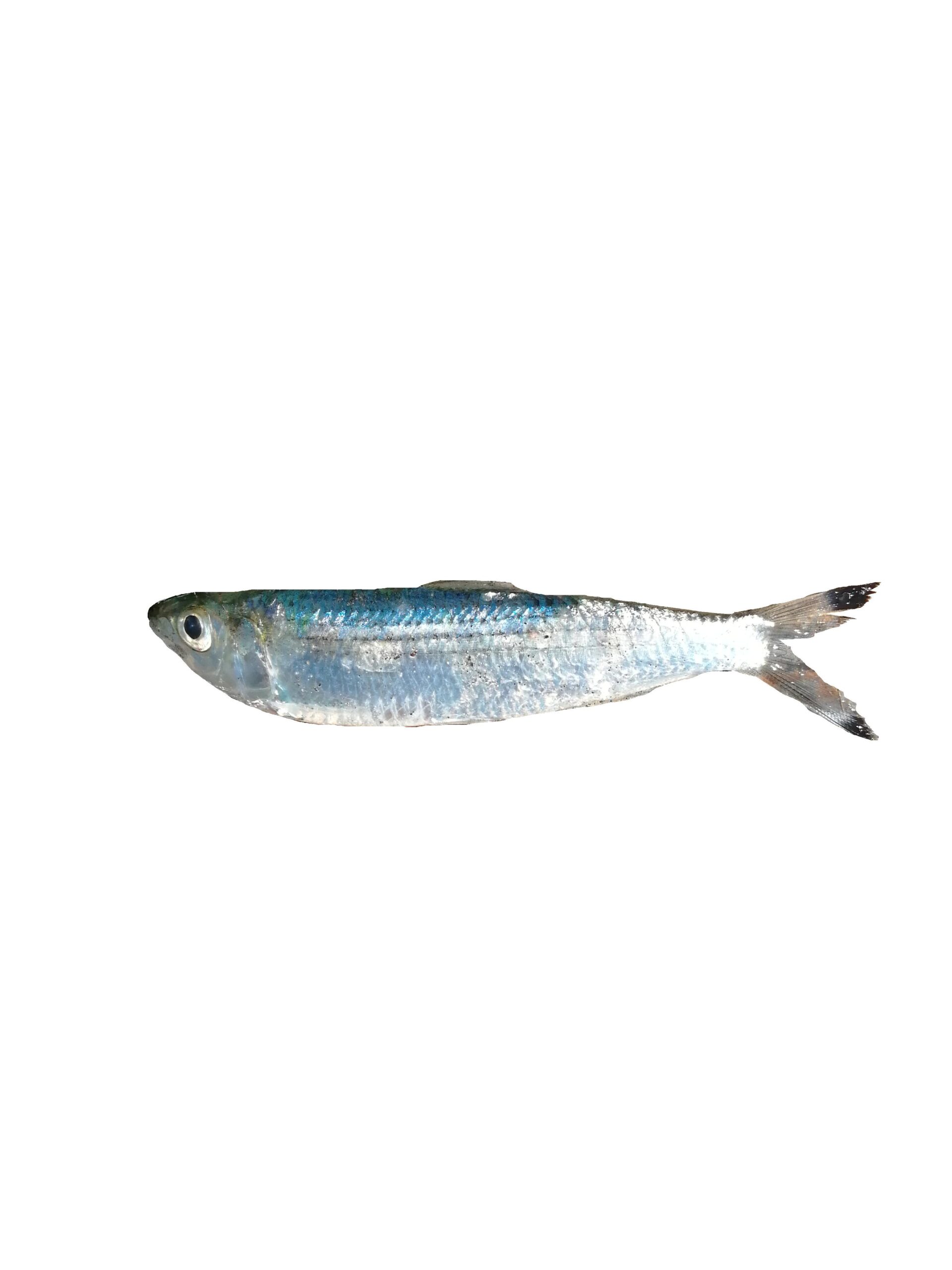 Blacktip Sardinella (Sardinella melanura) |commons:File:Sardinelle queue noire (Sardinella melanura) (Ifremer 00762-87433).jpg