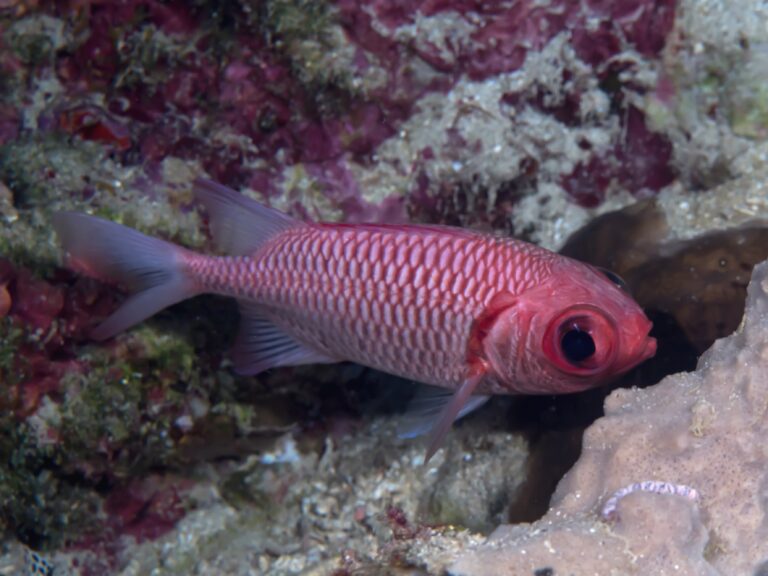 Blacktip Soldierfish (Myripristis hexagona) |commons:File:Doubletooth soldierfish (Myripristis hexagona) (23717231448).jpg