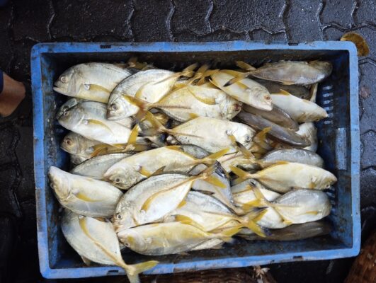 Blacktip Trevally (Caranx heberi) |commons:File:Blacktip Trevally Caranx heberi 01.jpg