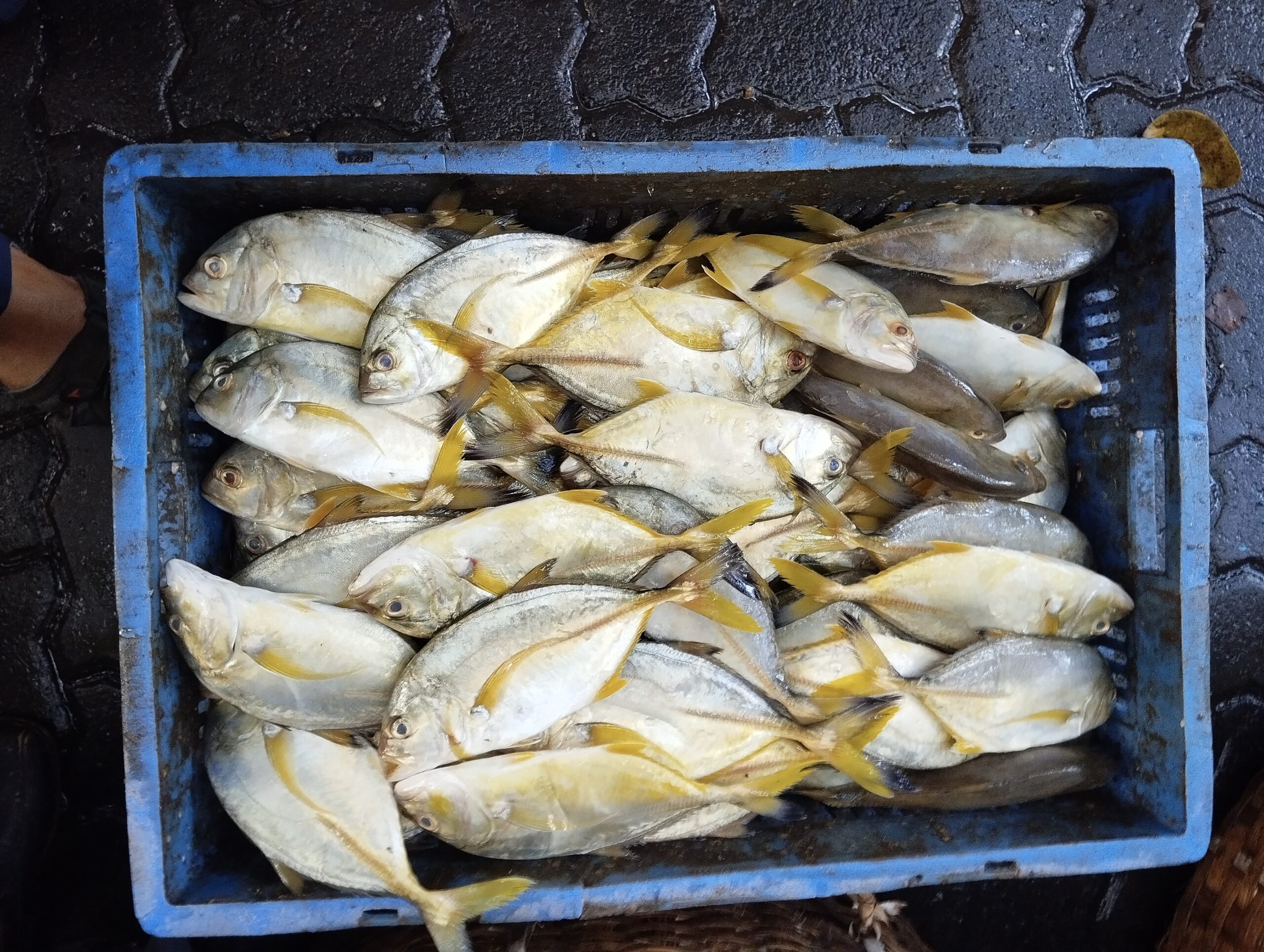 Blacktip Trevally (Caranx heberi) |commons:File:Blacktip Trevally Caranx heberi 01.jpg