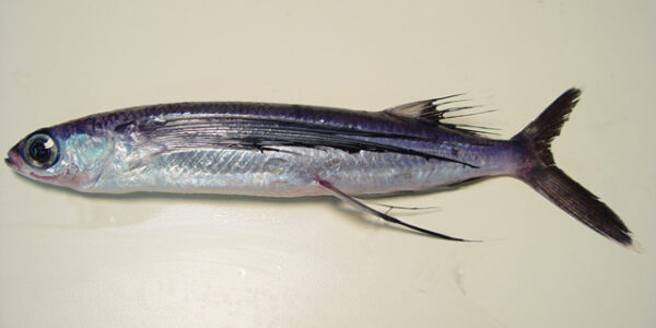 Blackwing Flyingfish (Hirundichthys rondeletii) |commons:File:Hirundichthys rondeletii.jpg