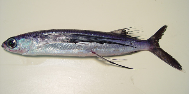 Blackwing Flyingfish (Hirundichthys rondeletii) |commons:File:Hirundichthys rondeletii.jpg