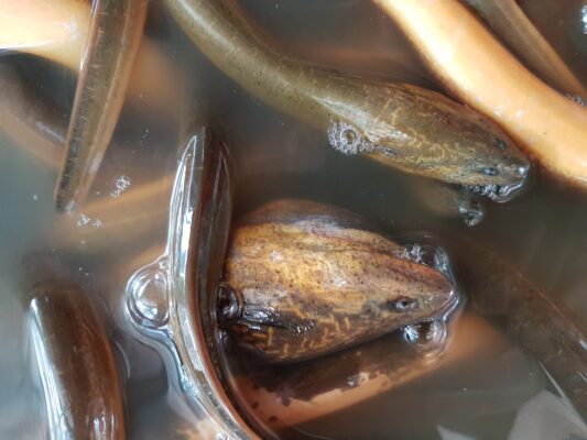 Blackworm Eater (Monopterus albus) |commons:File:Asian swamp eel (Monopterus albus) at a restaurant in Mindanao, Philippines 01.jpg