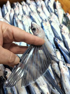 Bladewing Flyingfish (Hirundichthys marginatus) |commons:File:Hirundichthys marginatus.jpg