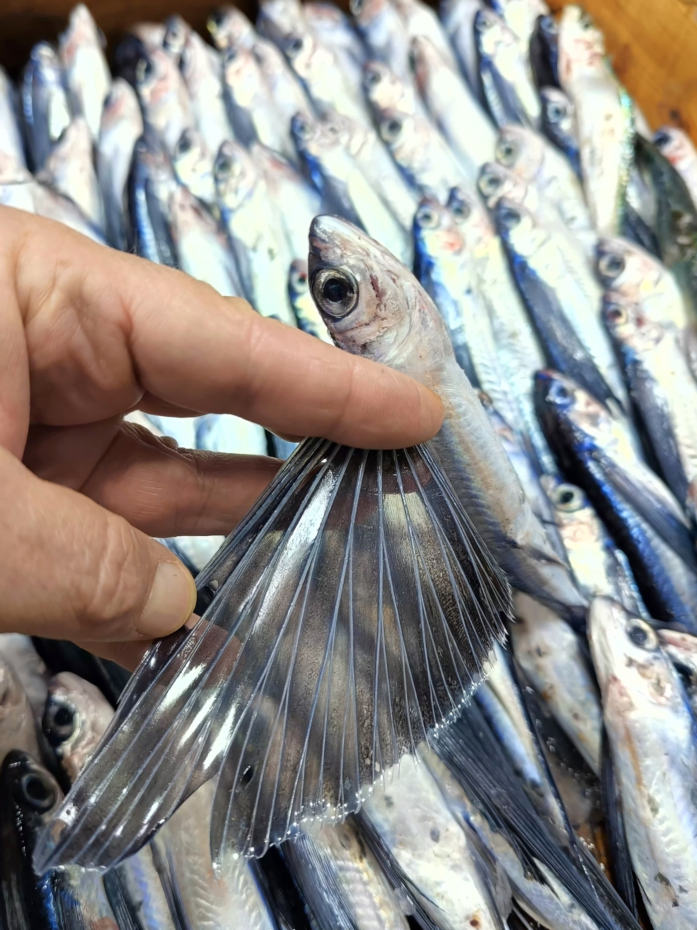 Bladewing Flyingfish (Hirundichthys marginatus) |commons:File:Hirundichthys marginatus.jpg
