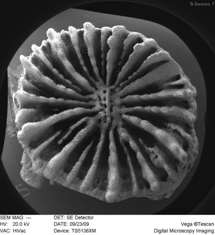 Blastomussa Wellsi (Blastomussa wellsi) |commons:File:Blastomussa wellsi, coralito.jpg
