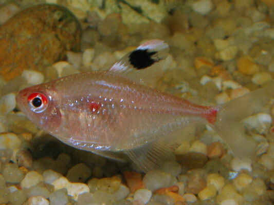 Bleeding Heart Tetra (Hyphessobrycon erythrostigma) |commons:File:Hyphessobrycon erythrostigma - 20090109.jpeg
