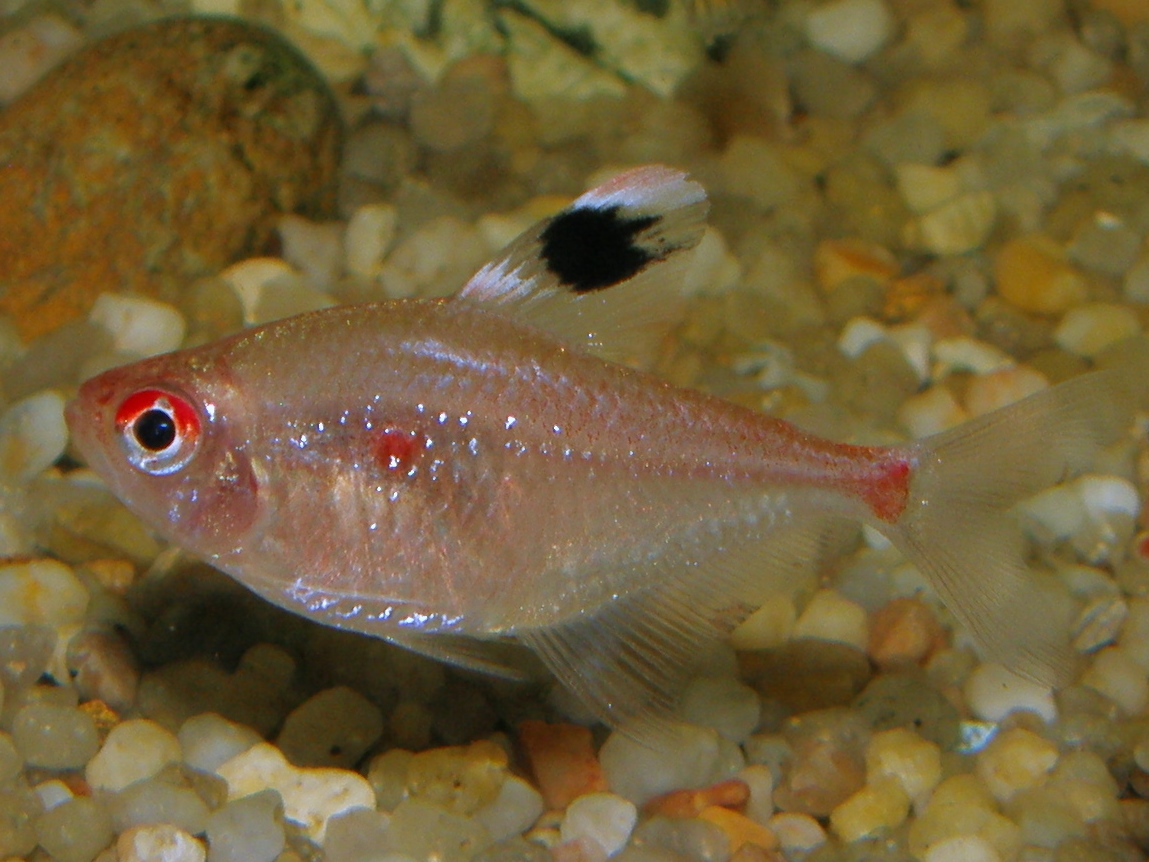 Bleeding Heart Tetra (Hyphessobrycon erythrostigma) |commons:File:Hyphessobrycon erythrostigma - 20090109.jpeg