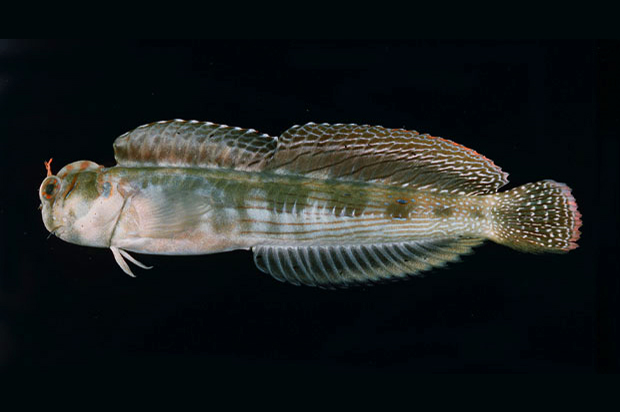 Blenniella bilitonensis (Blenniella bilitonensis) |commons:File:Blenniella bilitonensis1.jpg