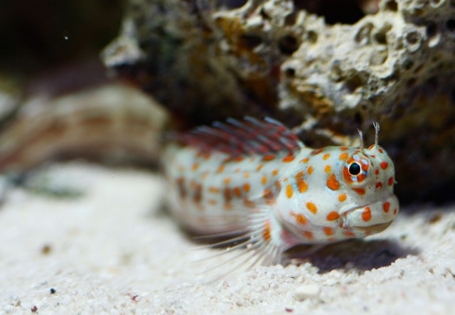 Blenniella chrysospilos (Blenniella chrysospilos) |commons:File:Blenniella chrysospilos (Bleeker, 1857).jpg
