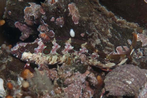 Blennioclinus brachycephalus (Blennioclinus brachycephalus) |commons:File:Blennioclinus brachycephalus.jpg