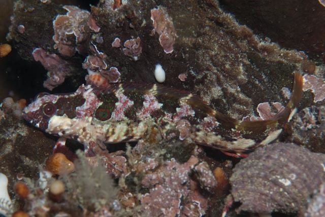 Blennioclinus brachycephalus (Blennioclinus brachycephalus) |commons:File:Blennioclinus brachycephalus.jpg