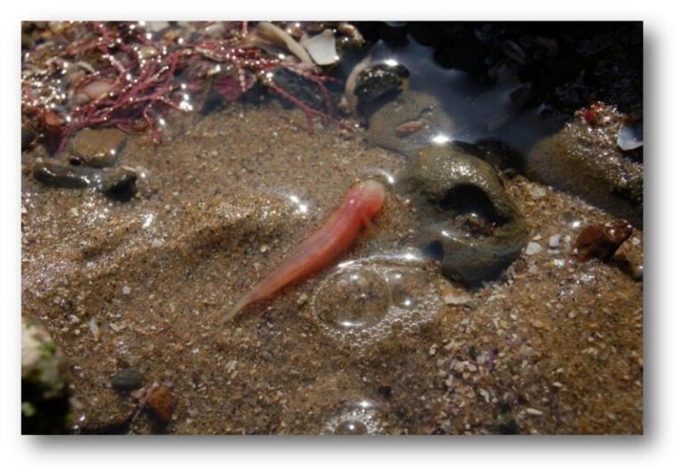 Blind Goby (Typhlogobius californiensis) |commons:File:Typhlogobius californiensis.jpg