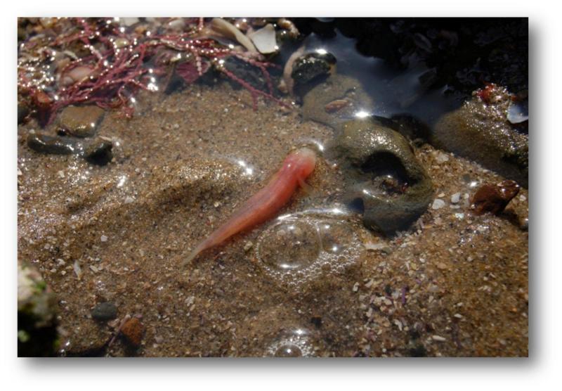 Blind Goby (Typhlogobius californiensis) |commons:File:Typhlogobius californiensis.jpg