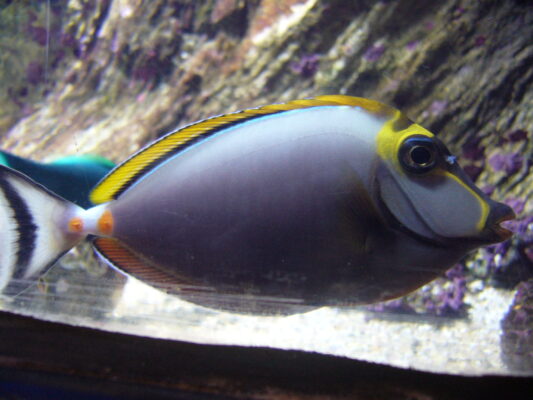Blonde Naso Tang (Naso elegans) |commons:File:Naso elegans.001 - Aquarium Finisterrae.jpg